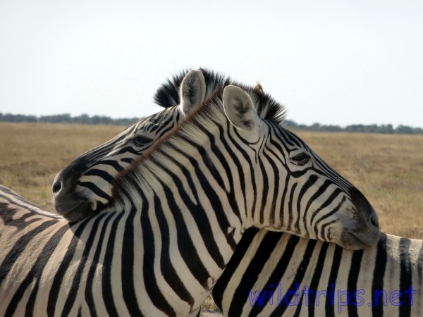 Zebra Cuddling