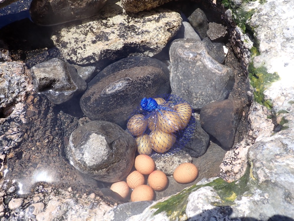 Uova cotte in acqua termale a Sorgeto, Ischia
