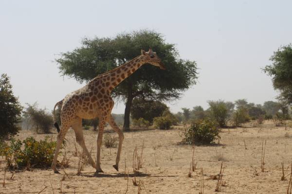 Voyage en Niger