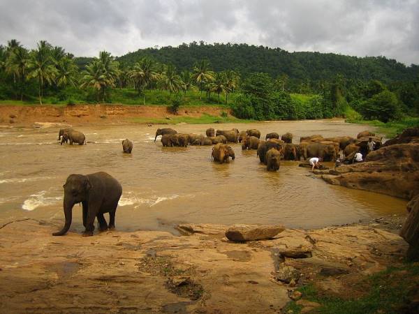 Voyage en Sri Lanka