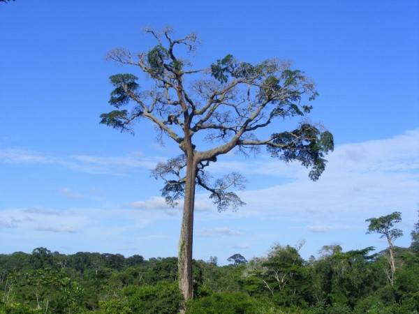 Viaje en Camerún