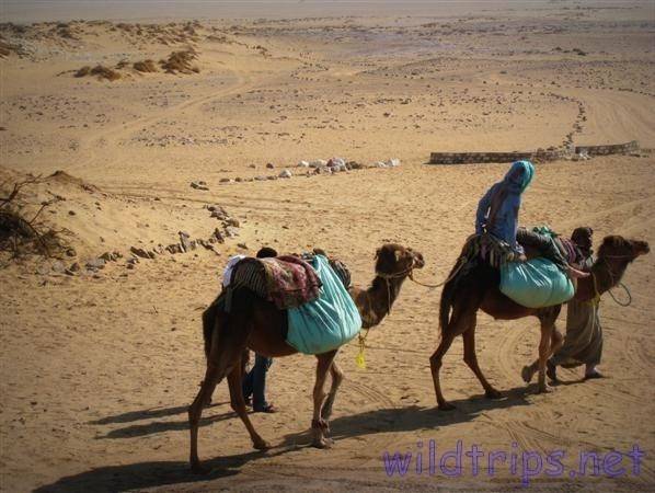 Viaje en Egipto