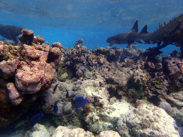 Squalo alle Tobago Cays， Grenadine