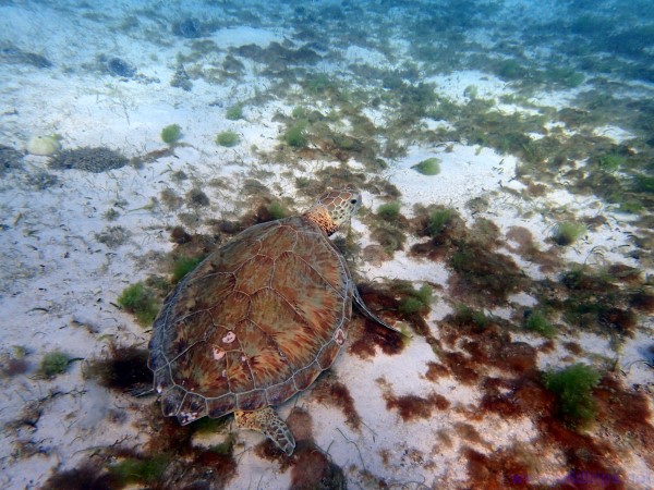 Tartaruga a Tobago Cays， Caraibi